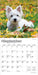 West Highland White Terrier Puppies 2026 Mini Wall Calendar