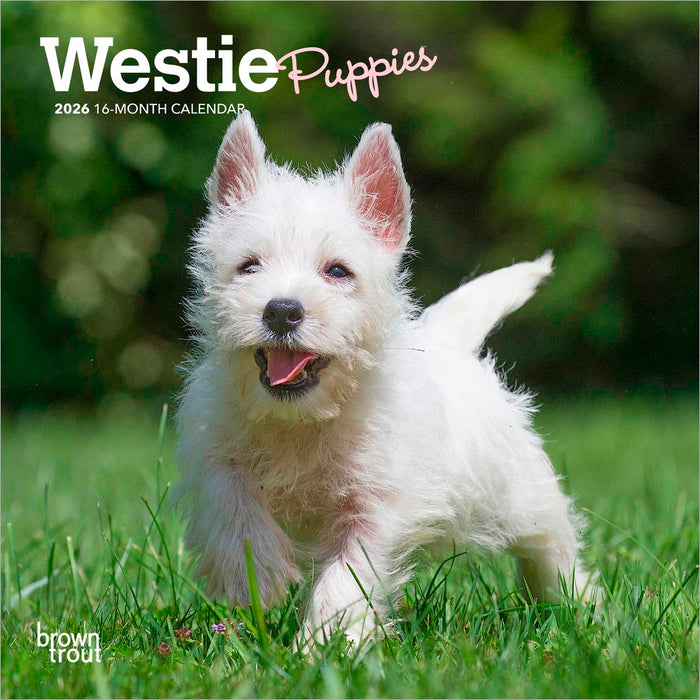 West Highland White Terrier Puppies 2026 Mini Wall Calendar
