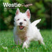 West Highland White Terrier Puppies 2026 Mini Wall Calendar
