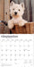 West Highland White Terriers 2026 Square Wall Calendar