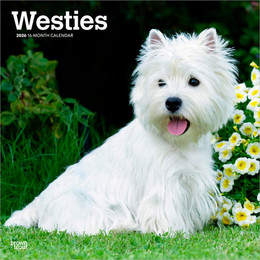 West Highland White Terriers 2026 Square Wall Calendar