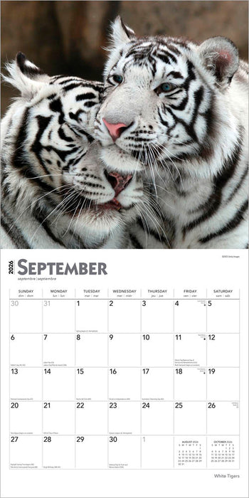 White Tigers 2026 Square Wall Calendar (Online Exclusive)