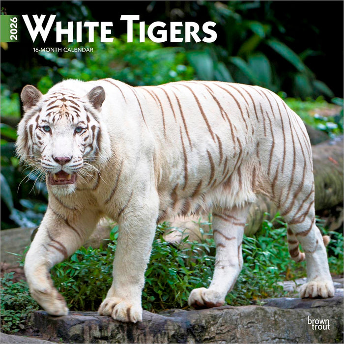 White Tigers 2026 Square Wall Calendar (Online Exclusive)