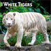 White Tigers 2026 Square Wall Calendar (Online Exclusive)