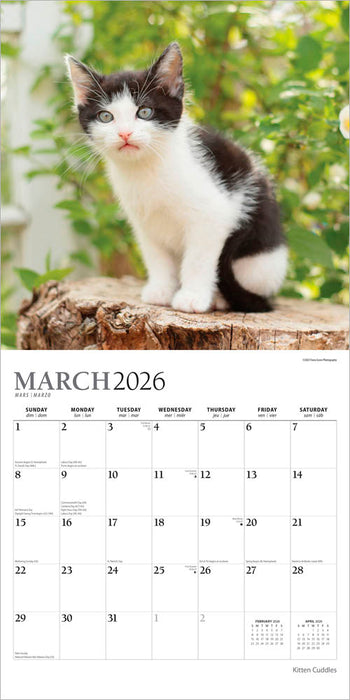 Kitten Cuddles 2026 Square Wall Calendar