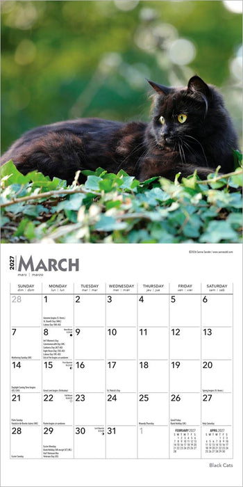 Black Cats 2027 Mini Wall Calendar