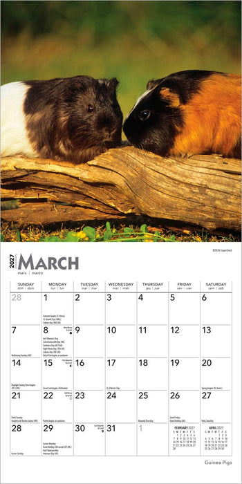 Guinea Pigs 2027 Mini Wall Calendar