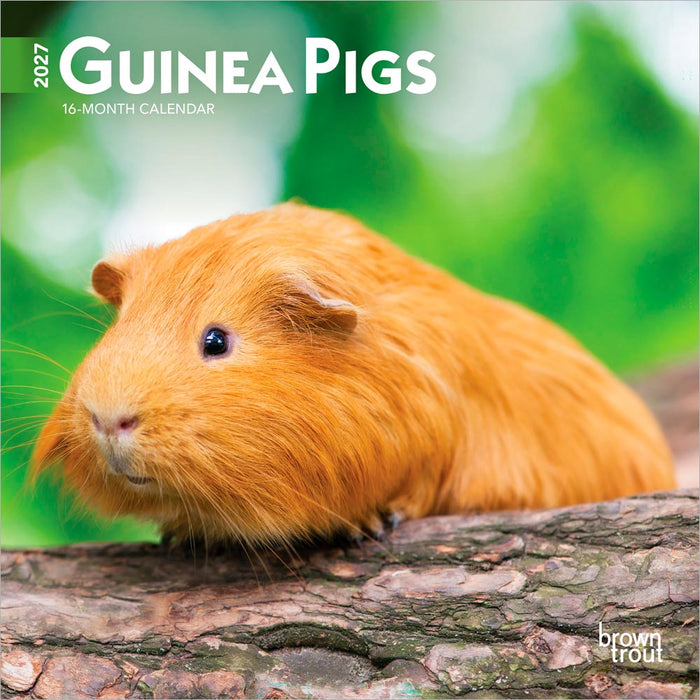 Guinea Pigs 2027 Mini Wall Calendar