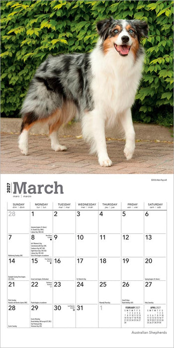 Australian Shepherds 2027 Mini Wall Calendar