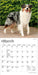 Australian Shepherds 2027 Mini Wall Calendar