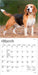 Beagles 2027 Mini Wall Calendar