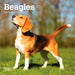 Beagles 2027 Mini Wall Calendar