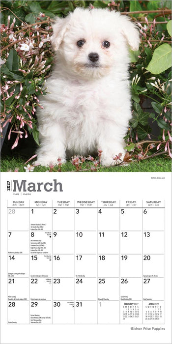 Bichon Frise Puppies 2027 Mini Wall Calendar