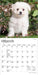 Bichon Frise Puppies 2027 Mini Wall Calendar