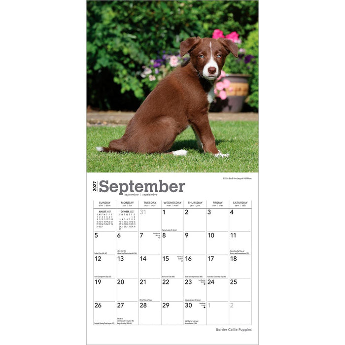 Border Collie Puppies 2027 Mini Wall Calendar