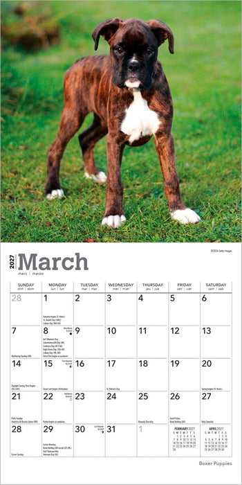 Boxer Puppies 2027 Mini Wall Calendar