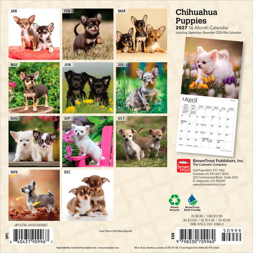 Chihuahua Puppies 2027 Mini Wall Calendar