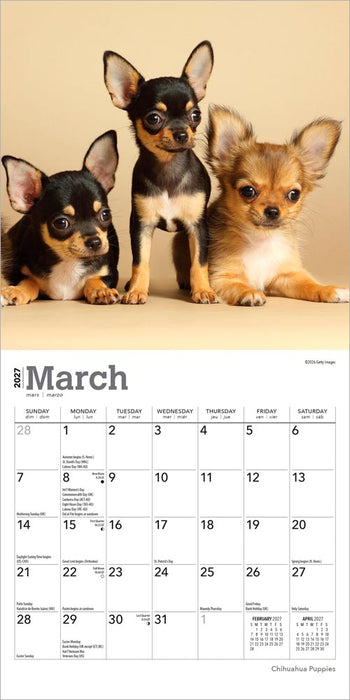 Chihuahua Puppies 2027 Mini Wall Calendar