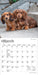 Dachshund Puppies 2027 Mini Wall Calendar