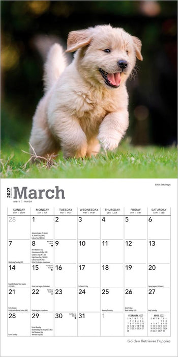 Golden Retriever Puppies 2027 Mini Wall Calendar