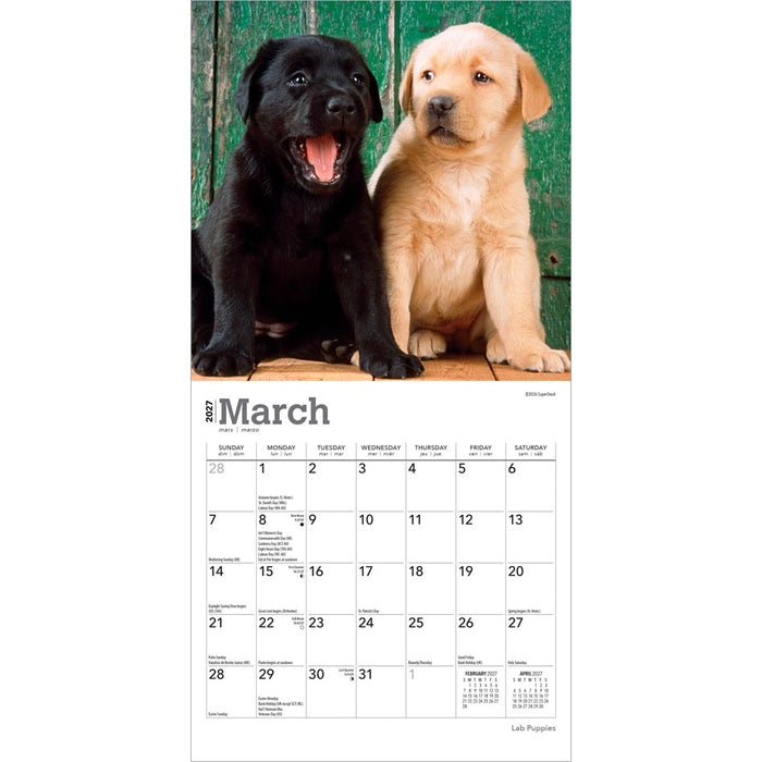 Lab Puppies 2027 Mini Wall Calendar