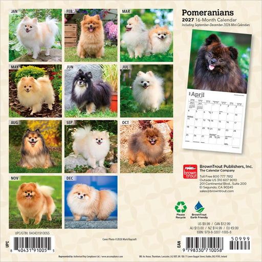 Pomeranians 2027 Mini Wall Calendar