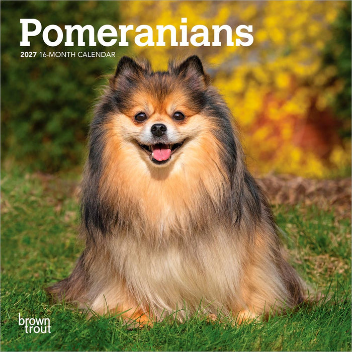 Pomeranians 2027 Mini Wall Calendar