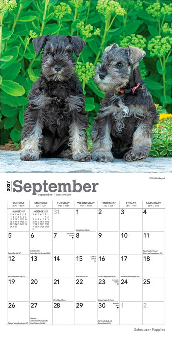 Schnauzer Puppies 2027 Mini Wall Calendar