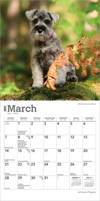 Schnauzer Puppies 2027 Mini Wall Calendar