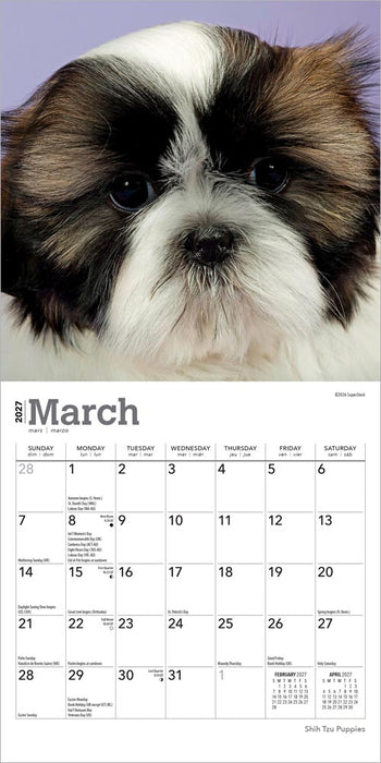 Shih Tzu Puppies 2027 Mini Wall Calendar