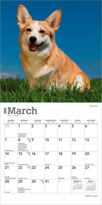 Welsh Corgis 2027 Mini Wall Calendar