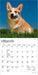 Welsh Corgis 2027 Mini Wall Calendar