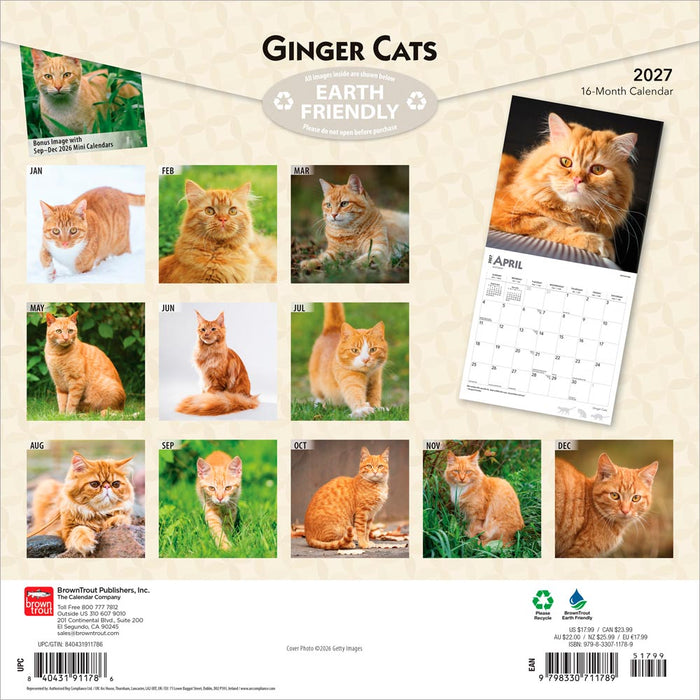 Ginger Cats 2027 Square Wall Calendar