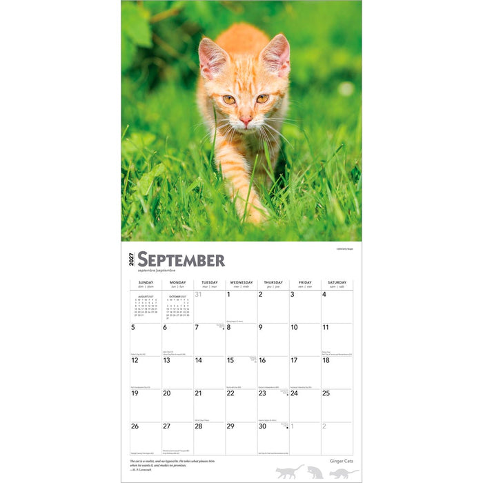Ginger Cats 2027 Square Wall Calendar