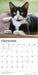 Tuxedo Cats 2027 Square Wall Calendar