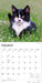 Tuxedo Cats 2027 Square Wall Calendar