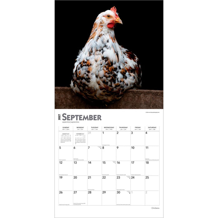 Chickens 2027 Square Wall Calendar