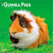 Guinea Pigs 2027 Square Wall Calendar