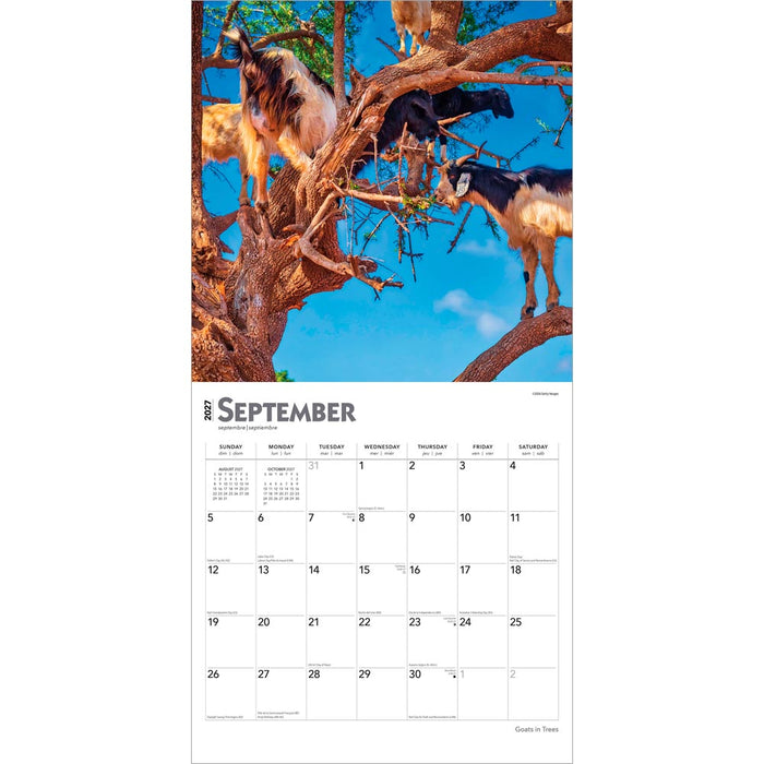 Goats in Trees 2027 Square Wall Calendar