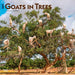 Goats in Trees 2027 Square Wall Calendar