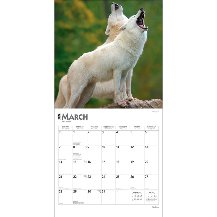 Wolves 2027 Square Wall Calendar