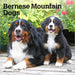 Bernese Mountain Dogs 2027 Square Wall Calendar
