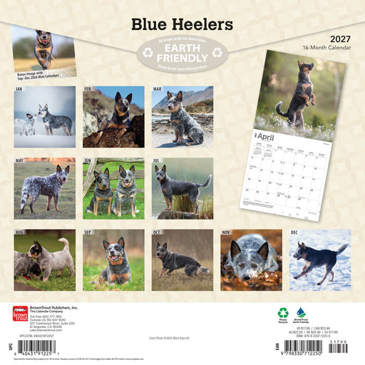 Blue Heelers 2027 Square Wall Calendar