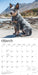 Blue Heelers 2027 Square Wall Calendar