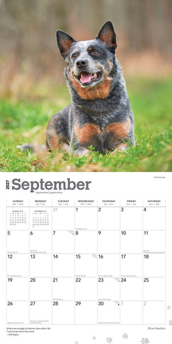 Blue Heelers 2027 Square Wall Calendar