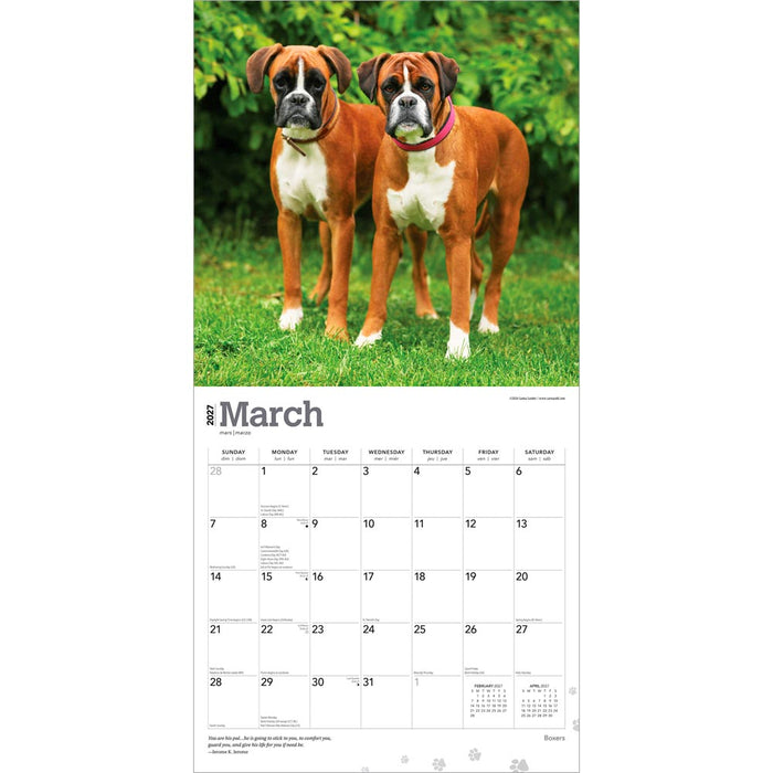 Boxers International Edition 2027 Square Wall Calendar