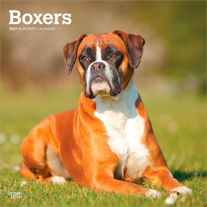 Boxers International Edition 2027 Square Wall Calendar