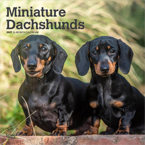 Miniature Dachshunds 2027 Square Wall Calendar