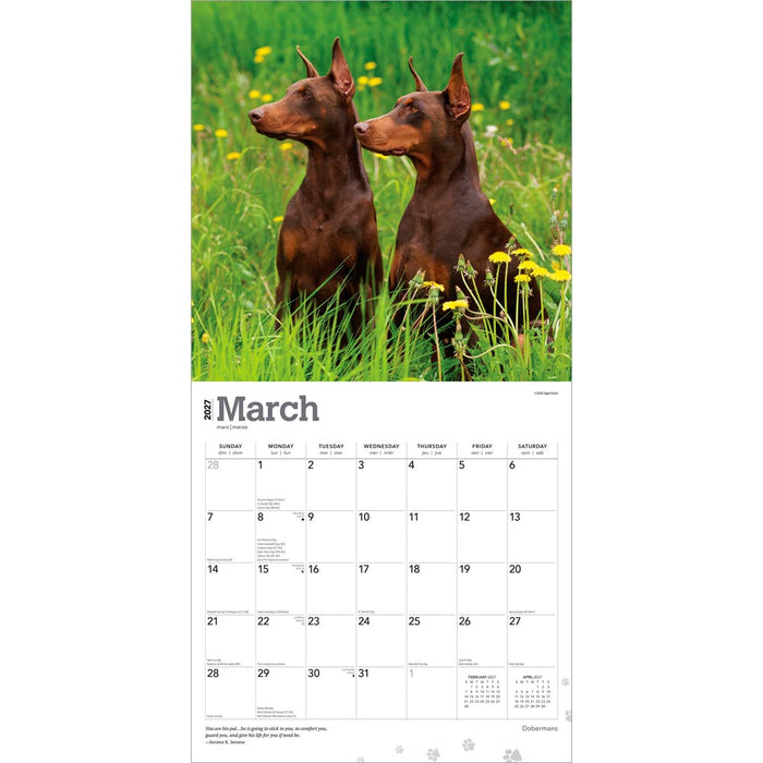 Dobermans 2027 Square Wall Calendar