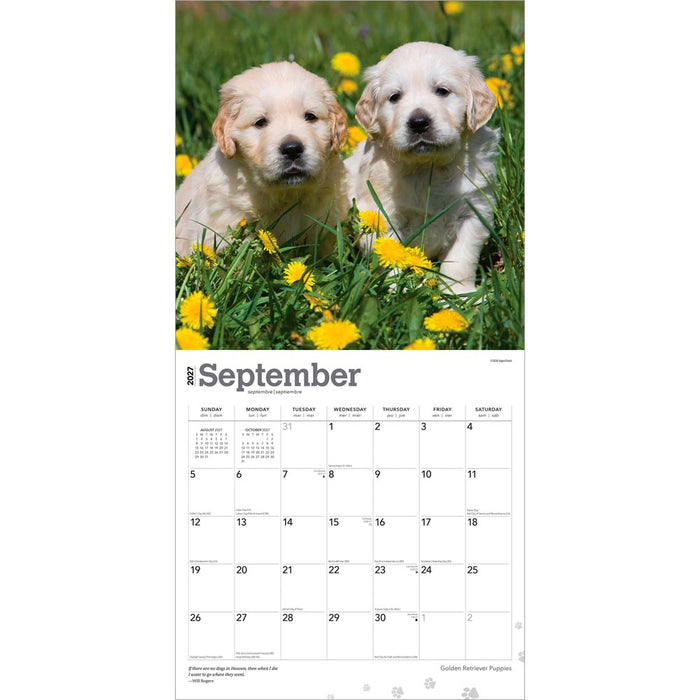 Golden Retriever Puppies 2027 Square Wall Calendar